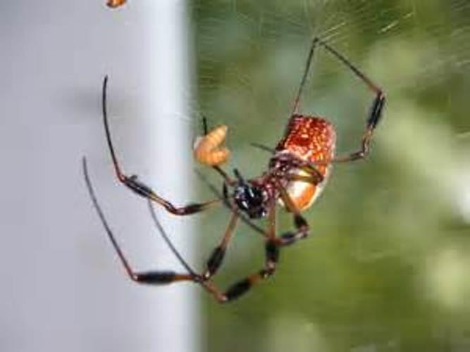 Pet Spider Health
