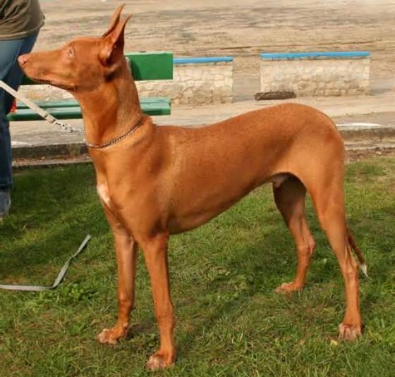 Discovering the Pharaoh Hound: A Comprehensive Guide to This Ancient Breed