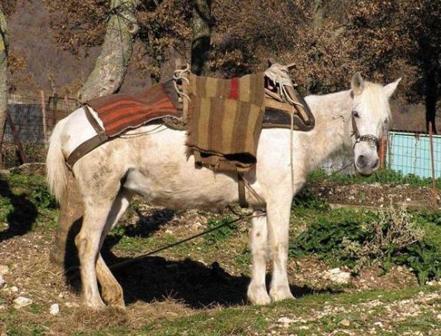 Pindos Pony