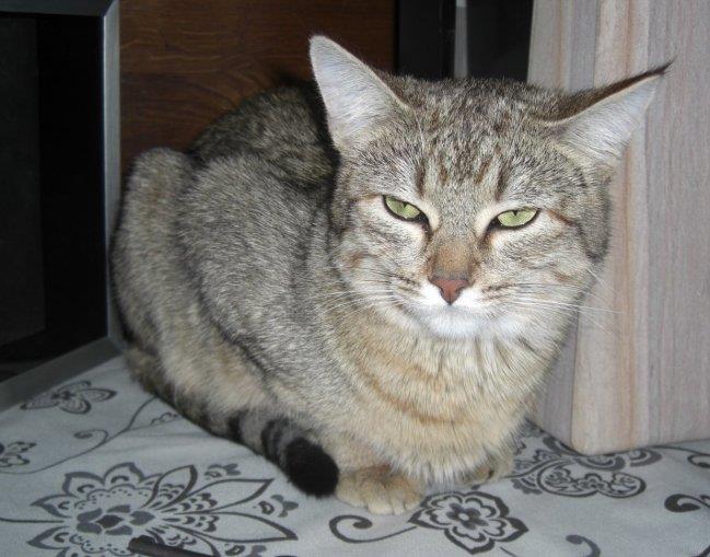 Pixie-Bob Cat