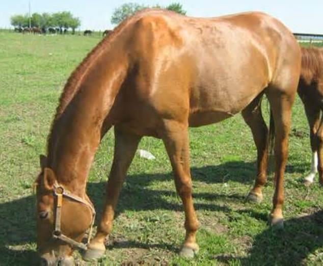 Pleven Horse