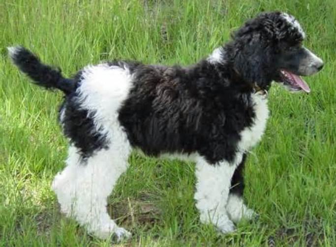 Poodles