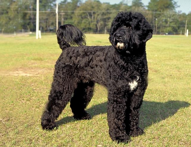 The Ultimate Guide to Portuguese Water Dogs: History, Care, and Characteristics