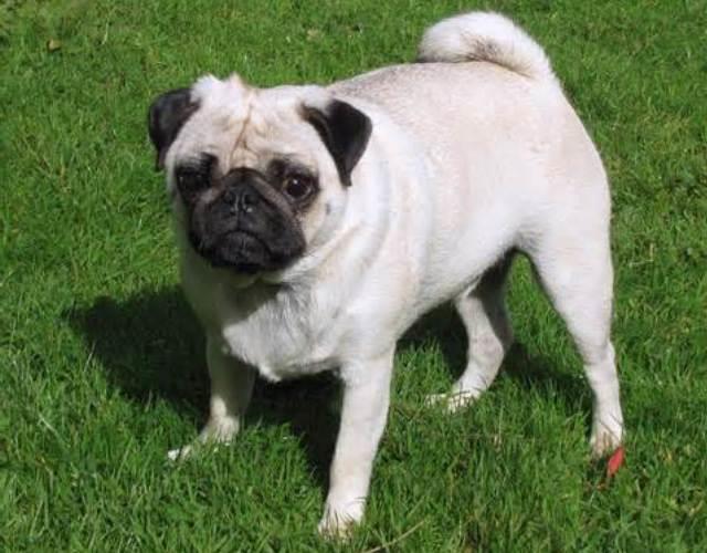 The Ultimate Guide to Understanding the Pug Breed