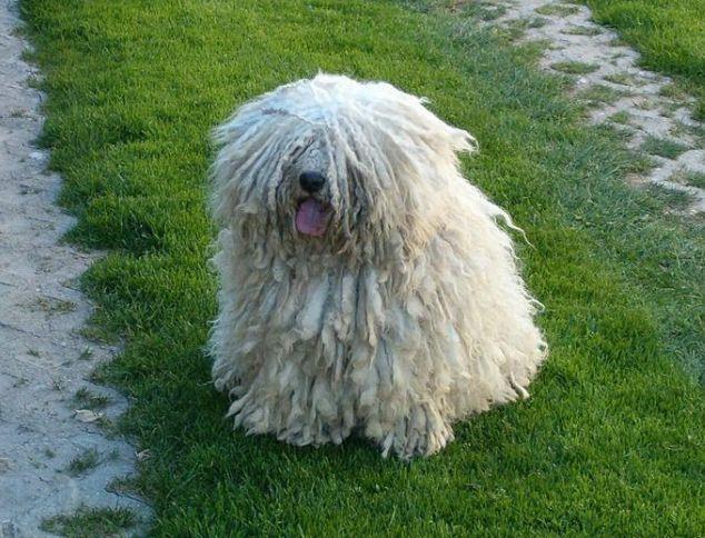 Discovering the Puli: A Comprehensive Guide to This Unique Dog Breed