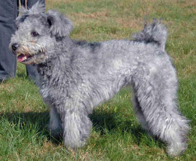 Pumi