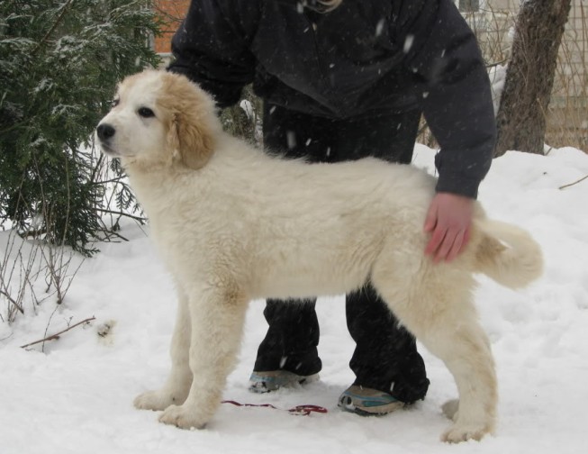 Pyrenean Mountain Dog - Great Pyrenees