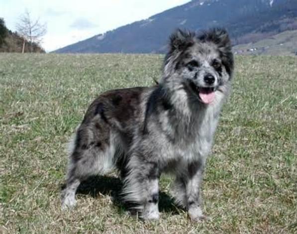 Pyrenean Shepherd