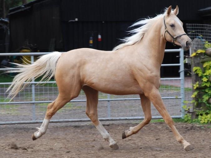 Quarab Horse - History, Conformation and Usage