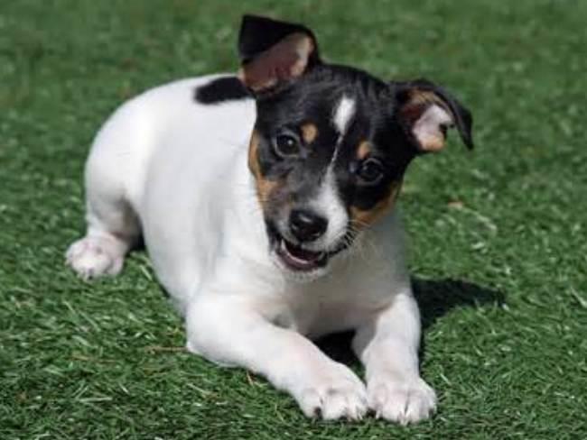 Rat Terrier