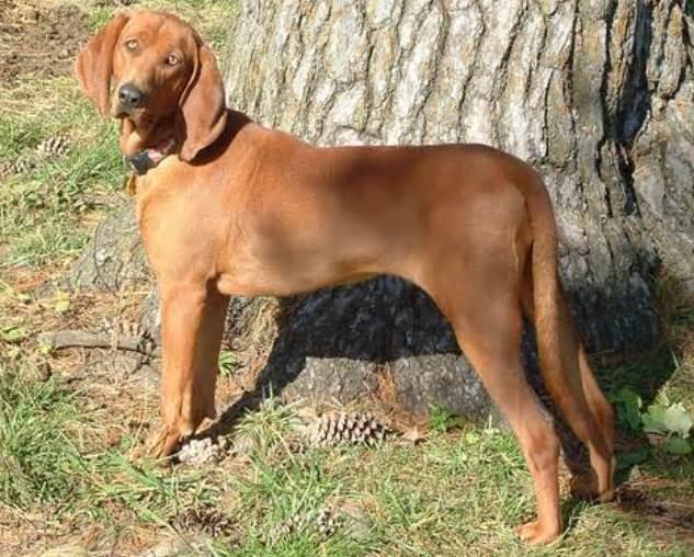 Redbone Coonhound