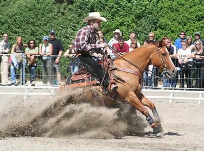 The Art of Reining Horses: A Comprehensive Guide for Enthusiasts