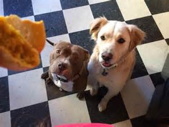 The Ultimate Guide to Choosing the Best Dog Training Treats