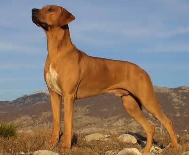 Discovering the Rhodesian Ridgeback: A Comprehensive Guide to This Unique Breed