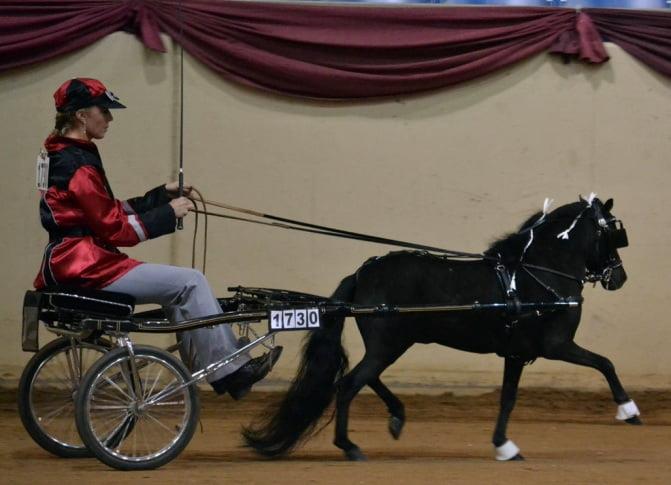 Roadster Horse Showing