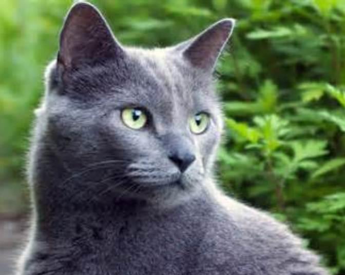 The Ultimate Guide to Russian Blue Cats: Characteristics, Care, and More
