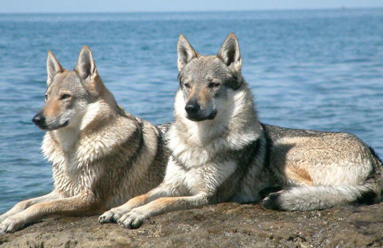 Saarlooswolfhond
