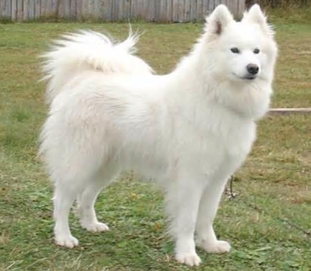 Samoyed