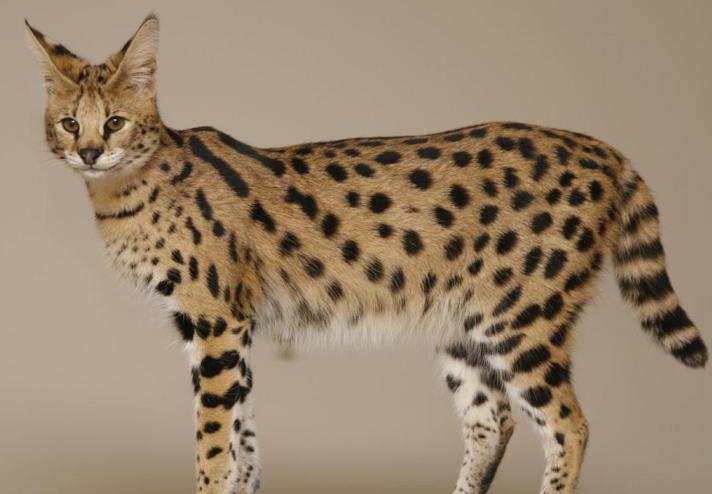 Savannah Cat