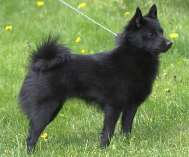 Schipperke