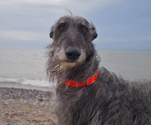 Scottish Deerhound