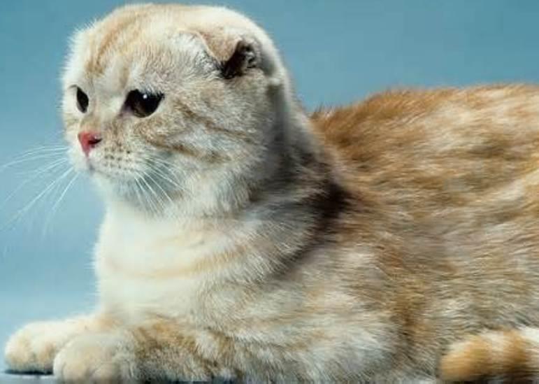 Everything You Need to Know About Scottish Fold Cats