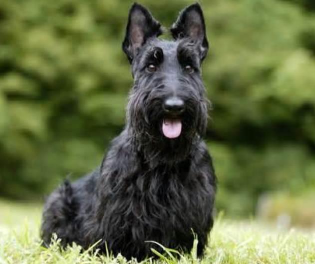 Scottish Terriers: A Comprehensive Guide to the Beloved Breed