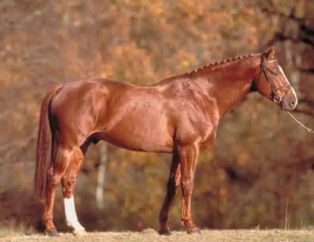 Selle Francais / French Saddle Horse