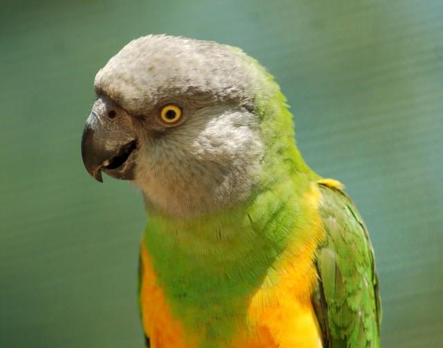Senegal Parrot