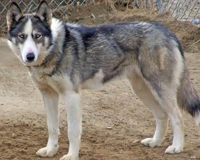 Seppala Siberian Sleddog