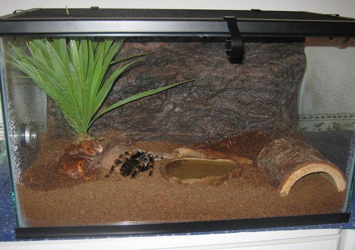 Setting up a Pet Spider Enclosure
