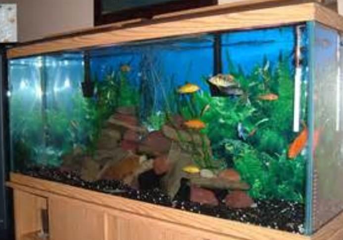 Ultimate Aquarium Setup Guide: Creating a Thriving Aquatic Environment