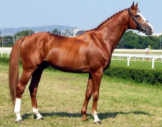Shagya and Gidran Arab Horse