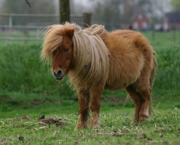 Shetland Ponies and Highland Ponies