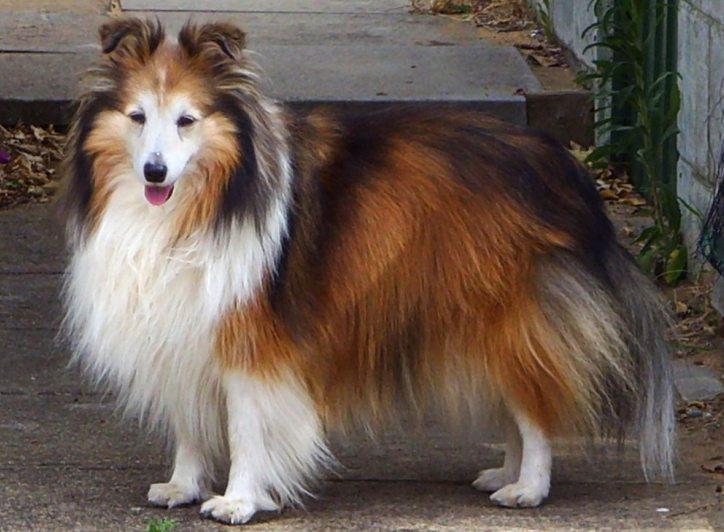 Shetland Sheepdog
