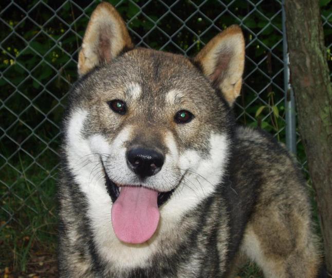 Shikoku Dog: A Comprehensive Guide to Japan's Prized Hunting Breed