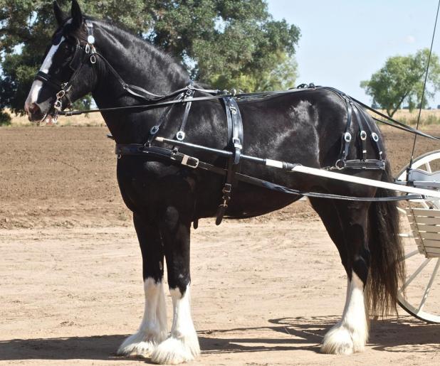 The Majestic Shire Draft Horse: A Comprehensive Guide