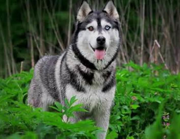 The Ultimate Guide to Siberian Huskies: History, Care, and Characteristics