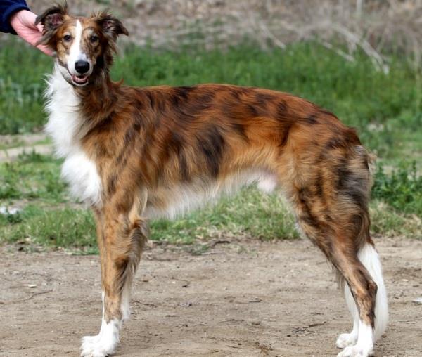 Silken Windhound