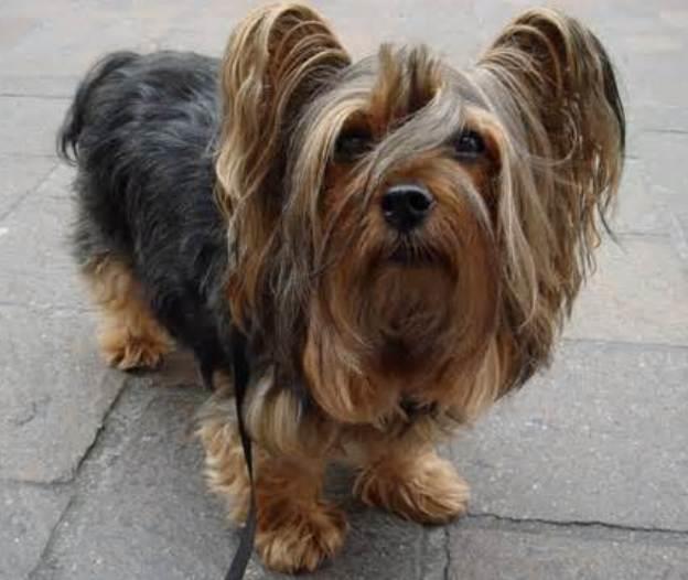 The Ultimate Guide to Silky Terriers: Characteristics, Care, and History