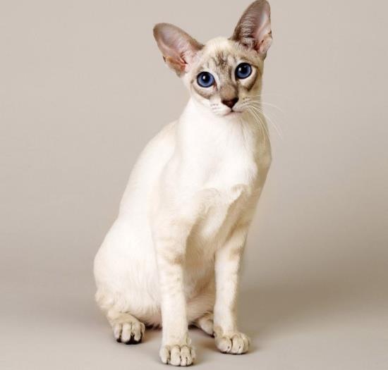 Discovering the Singapura Cat: A Guide to the World's Smallest Feline Breed