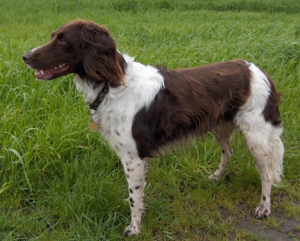 Small Munsterlander Pointer