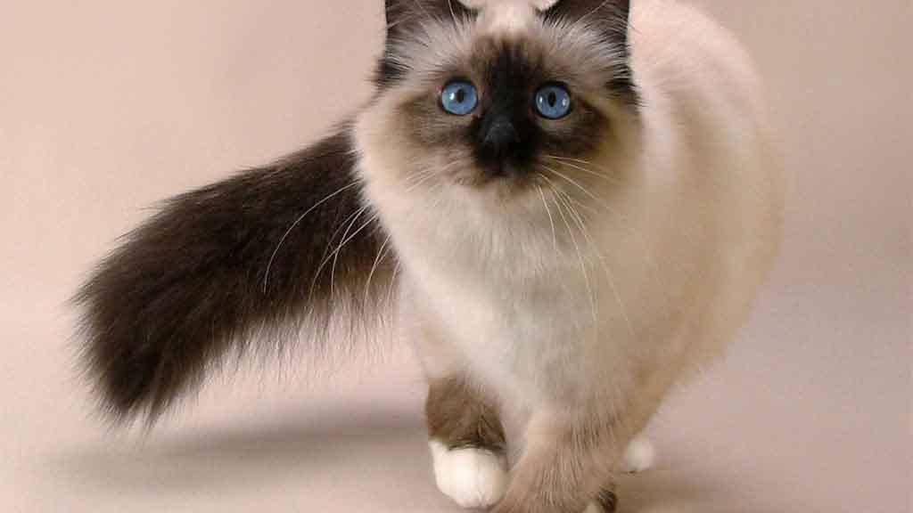 Snowshoe Cat