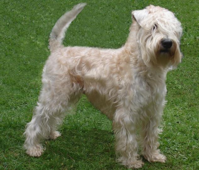 Soft-Coated Wheaten Terrier: A Comprehensive Guide to This Charming Breed