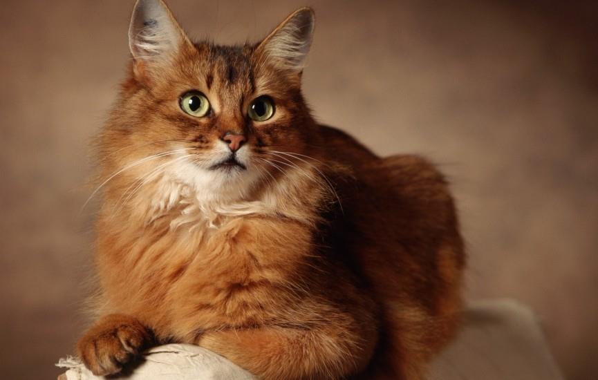 Discovering the Somali Cat: A Comprehensive Guide to This Unique Breed