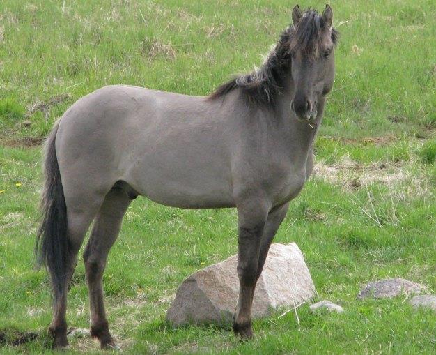 Sorraia and Garranos Horse