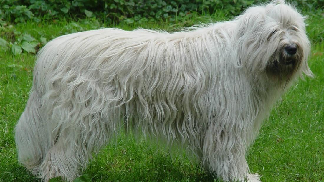 South Russian Ovcharka: A Comprehensive Guide to This Majestic Breed