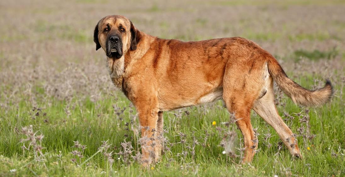 Spanish Mastiff