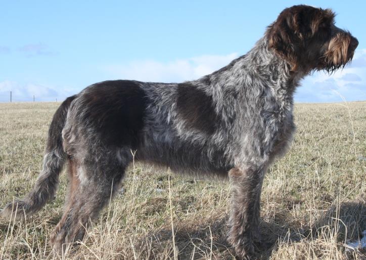 Spinone Italiano