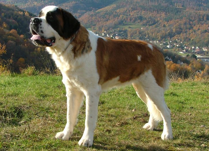 The St. Bernard: A Comprehensive Guide to This Gentle Giant
